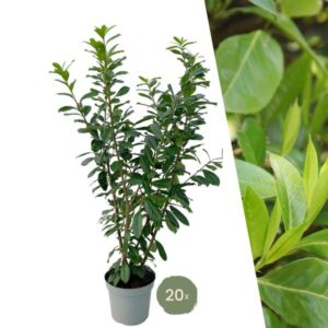 Grote Laurierkers Planten Novita voor 10 strekkende meter haag | - 15L - 20x | ↨ 125-150 cm