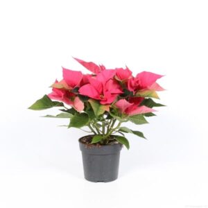 Euphorbia Pink - Ø10,5cm - ↕23cm