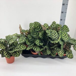 Calathea Makoyana P12 - Ø12cm - ↕35cm