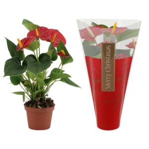 Anthurium Diamond Red In Ruby Sleeve - Ø9cm - ↕25cm