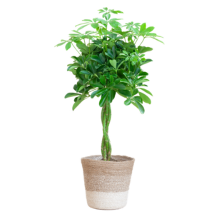 Schefflera Arab Nora met Mand Lissabon wit - 70cm - Ø21