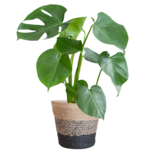 Monstera Deliciosa met Lissabon mand zwart - 50cm - Ø17