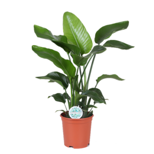 Strelitzia Nicolai - Ø21cm - ↕80cm