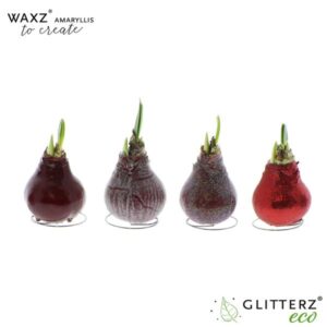 Amaryllis Waxz To Create Bordeaux - 4 stuks - Ø7 cm - ↕15 cm