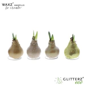 Amaryllis Waxz To Create Gold - 4 stuks - Ø7 cm - ↕15 cm