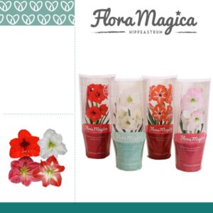 Hippeastrum Mix 1 Knop FM Hoes - 4 stuks - Ø12 cm - ↕25 cm