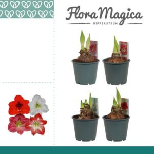 Hippeastrum Mix 2 Knop OP - 4 stuks - Ø14 cm - ↕25 cm
