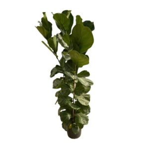 Ficus Lyrata struik - 180 cm - Ø30-35