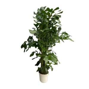 Caryota Mitis - 160 cm - Ø24