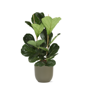 Ficus Lyrata - Ø24cm - ↕120cm in Boule OLIJF pot
