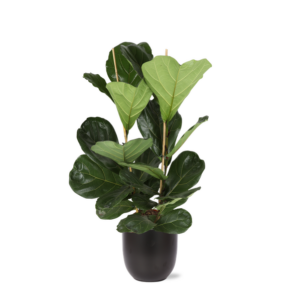 Ficus Lyrata - Ø24cm - ↕120cm in Boule ANTRACIET pot