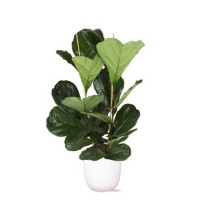 Ficus Lyrata - Ø24cm - ↕120cm in Boule WIT pot