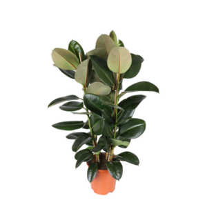 Ficus Elastica Robusta Ø27cm - ↕115cm
