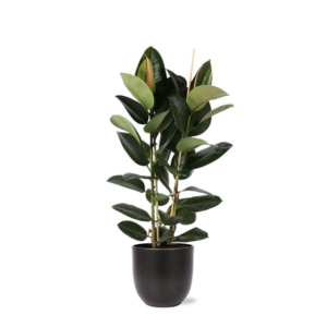 Ficus Elastica Robusta Ø24cm - ↕110cm in Boule ANTRACIET pot