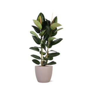 Ficus Elastica Robusta Ø24cm - ↕110cm in Boule TAUPE pot