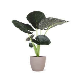 Alocasia Regal Shield Ø24cm - ↕110cm in Boule TAUPE pot