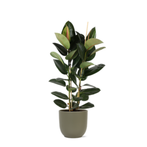 Ficus Elastica Robusta Ø24cm - ↕110cm in Boule OLIJF pot
