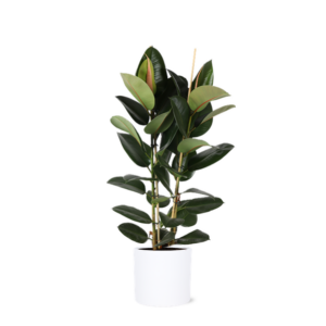 Ficus Elastica Robusta Ø24cm - ↕110cm in Era WIT pot