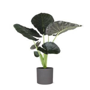 Alocasia Regal Shield Ø24cm - ↕110cm in Era ANTRACIET pot