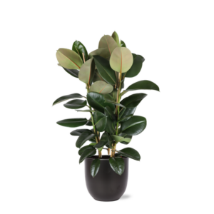 Ficus Elastica Robusta Ø27cm - ↕115cm in Boule ANTRACIET pot