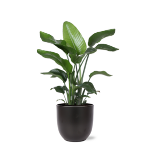 Strelitzia Nicolai - Ø21cm - ↕80cm in Boule ANTRACIET pot