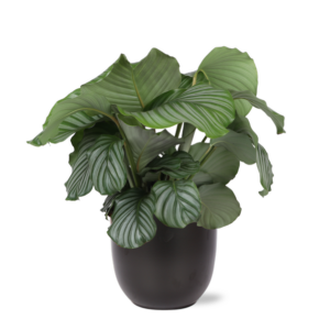 Calathea Orbifolia Ø21cm - ↕70cm in BOULE antraciet pot