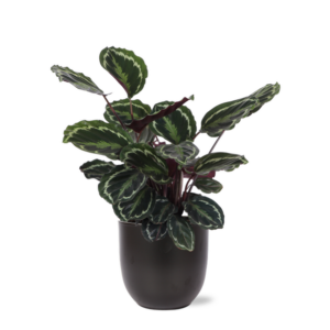 Calathea Medaillon Ø21cm - ↕70cm in Boule ANTRACIET