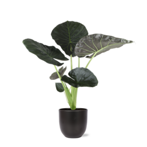 Alocasia Regal Shield Ø21cm - ↕100cm in Boule ANTRACIET pot