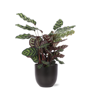Calathea Makoyana Ø21cm - ↕70cm in Boule antraciet