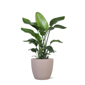 Strelitzia Nicolai - Ø21cm - ↕80cmin Boule TAUPE pot