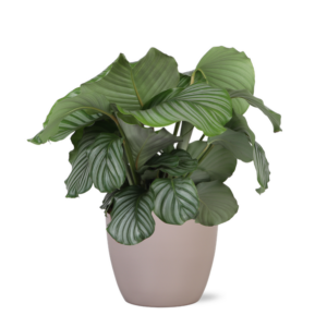 Calathea Orbifolia Ø21cm - ↕70cm in Boule TAUPE pot