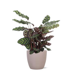 Calathea Makoyana Ø21cm - ↕70cm in Boule TAUPE pot