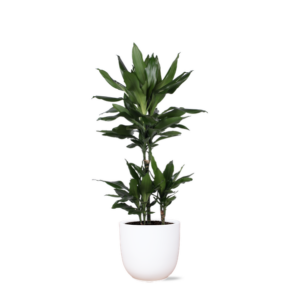 Dracaena Janet Lind Ø21cm - ↕90cm in Boule WIT pot