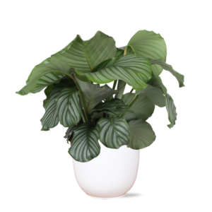 Calathea Orbifolia Ø21cm - ↕70cm in Boule WIT pot