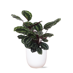 Calathea Medaillon Ø21cm - ↕70cm in Boule WIT pot