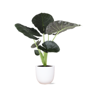 Alocasia Regal Shield Ø21cm - ↕100cm in Boule WIT pot