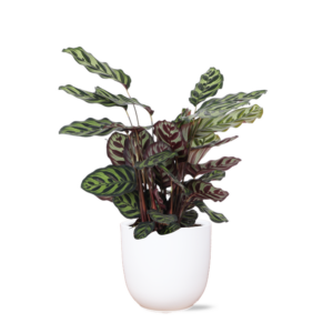 Calathea Makoyana Ø21cm - ↕70cm in Boule WIT pot