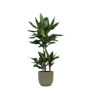 Dracaena Janet Lind Ø21cm - ↕90cm in Boule OLIJF pot