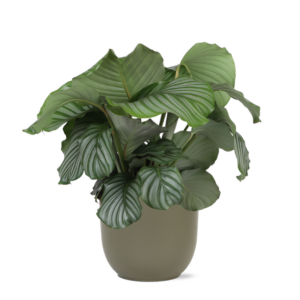 Calathea Orbifolia Ø21cm - ↕70cm in Boule OLIJF pot