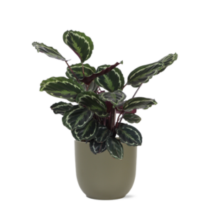 Calathea Medaillon Ø21cm - ↕70cm in Boule OLIJF pot