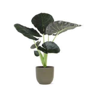 Alocasia Regal Shield Ø21cm - ↕100cm in Boule OLIJF pot