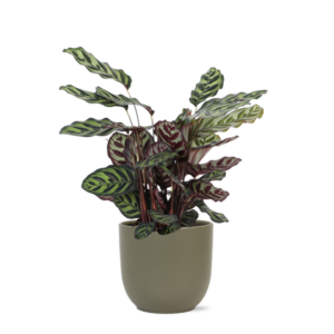 Calathea Makoyana Ø21cm - ↕70cm in Boule OLIJF pot
