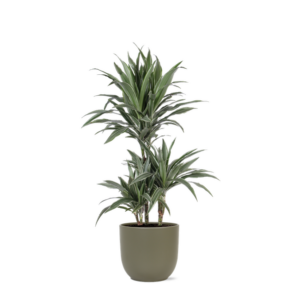 Dracaena Warneckii Ø21cm - ↕65cm in Boule OLIJF pot