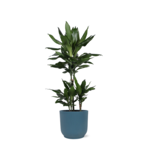 Dracaena Janet Lind Ø21cm - ↕90cm in Vibes BLUE pot