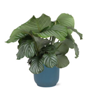 Calathea Orbifolia Ø21cm - ↕70cm in VIBES blue pot