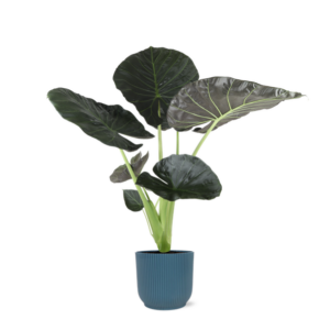 Alocasia Regal Shield Ø21cm - ↕100cm in Vibes in BLAUW pot