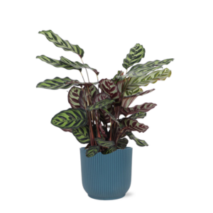 Calathea Makoyana Ø21cm - ↕70cm in Vibes BLUE pot