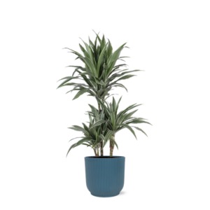 Dracaena Warneckii Ø21cm - ↕65cm in Vibes BLUE pot