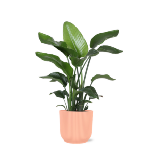 Strelitzia Nicolai - Ø21cm - ↕80cm in Vibes ROZE pot