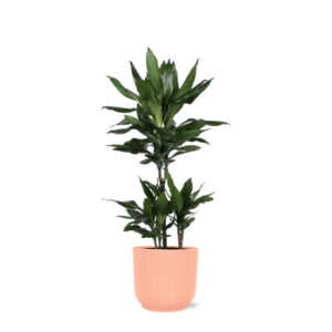 Dracaena Janet Lind Ø21cm - ↕90cm in Vibes ROZE pot